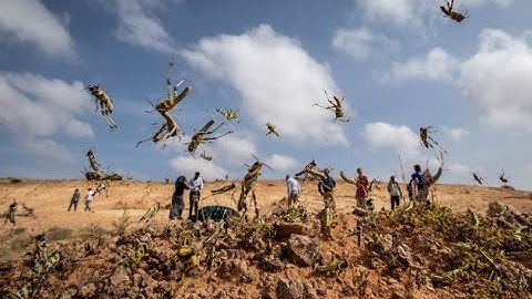 LOCUST SWARMS ATTACK | HOW THEY ORIGIN | HOW TO CONTROL?