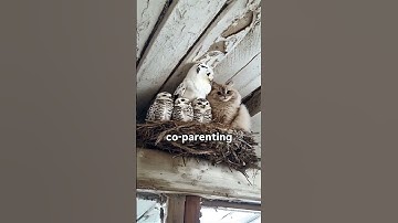 Thumbnail of Good Dad #reels #shorts #owl #cat