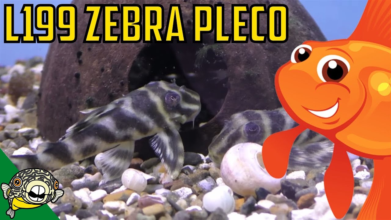 aquarium plants L199 Yellow Zebra Pleco - Hypancistrus furunculus Breed these before L46 true zebras
