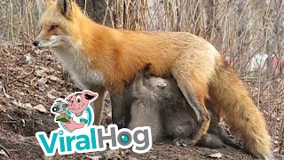 Fox Stands on Guard as It Feeds Cubs || ViralHog
