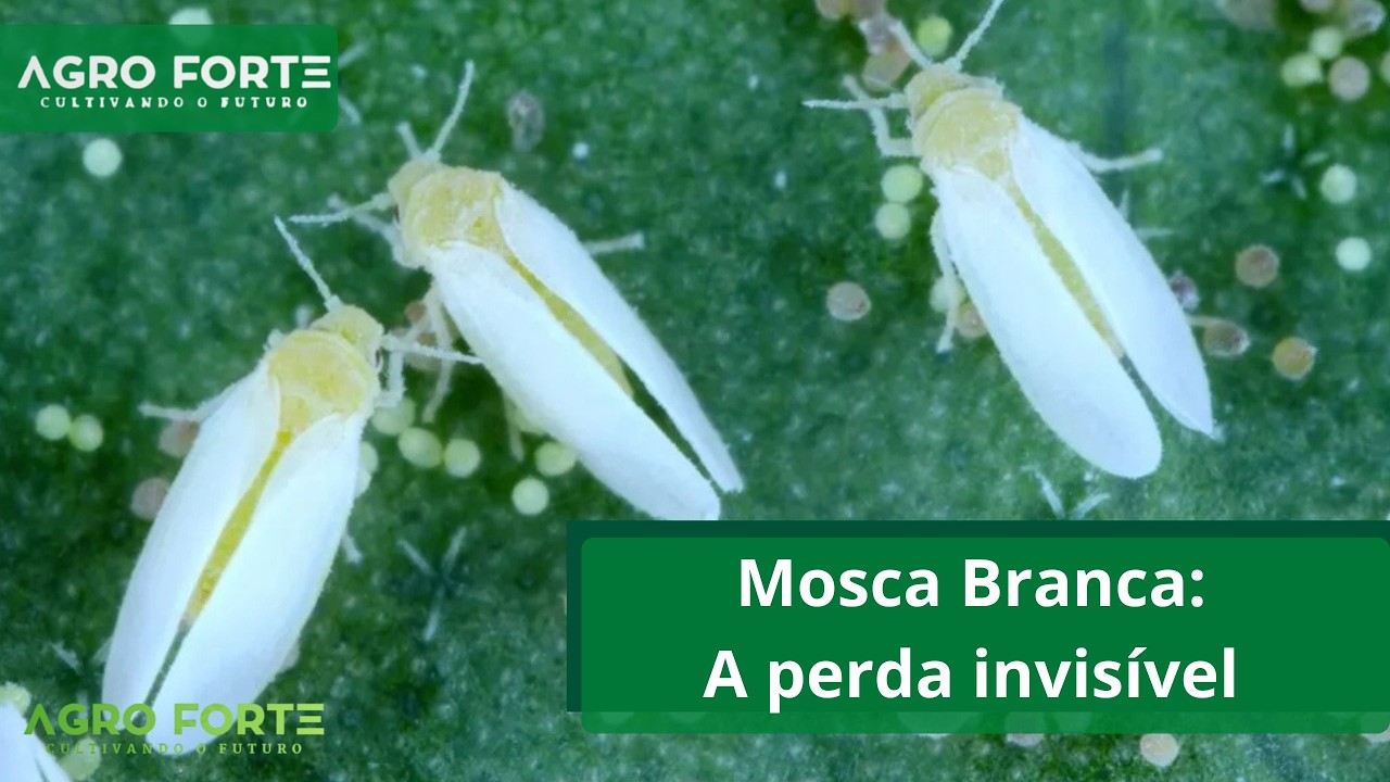 Mosca Branca: A perda invisível