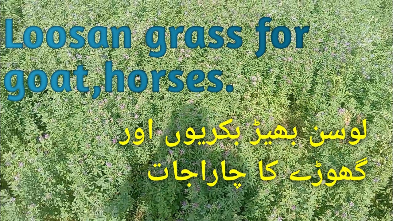 Loosan best animal green fodder|Rhode grass|Profitable livestock|