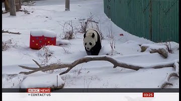 Weather Events 2021 - Four pandas have fun in the snow (Fun story) (China) - BBC - 17th January 2021
