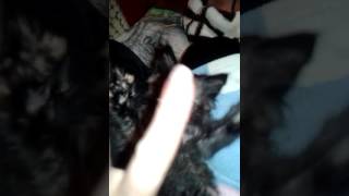 Котята в добрые руки Котята в добрые руки
