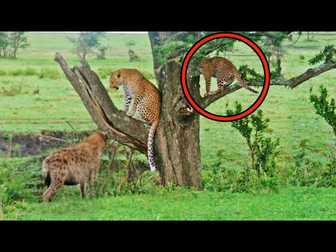 Hyena Makes Leopard Cub Jump Into Tree for Safety