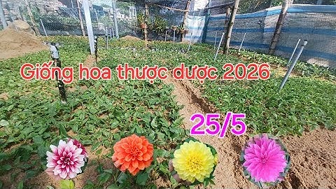 Cập nhật tình hình giống hoa thược dược tết 2026 ngày 25/5