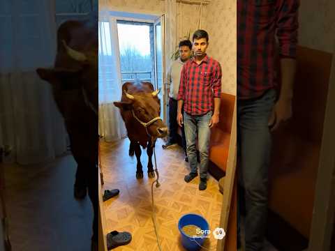 в батайске рабочие из индии держали в каартире корову #funny #funnyshorts #юмор #корова #новости