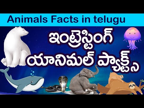 SCIENTIFIC NAMES OF ANIMALS in Telugu | Telugu Knowledge Games | Telugu GK  for all - YouTube