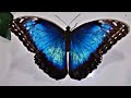 Metamorphose - Blue Morphofalter FULL MOVIE by K. Ziack