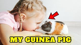 Top 10 Mind blowing facts about guinea pigs, Buying Cost, Diet, Care Sheet Guide for Beginners