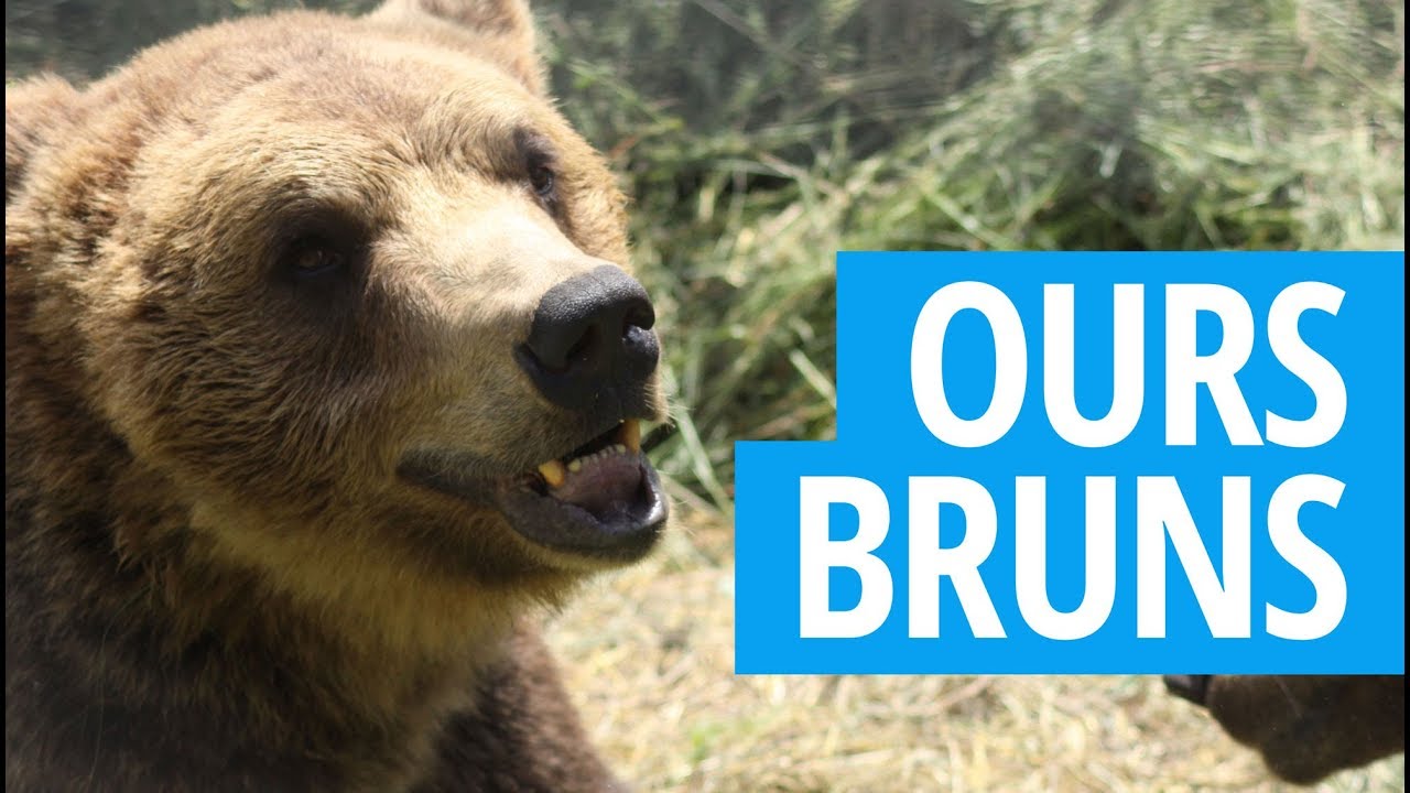 [Ecovolontariat] Ours Bruns Orphelins à Kuterevo en Croatie