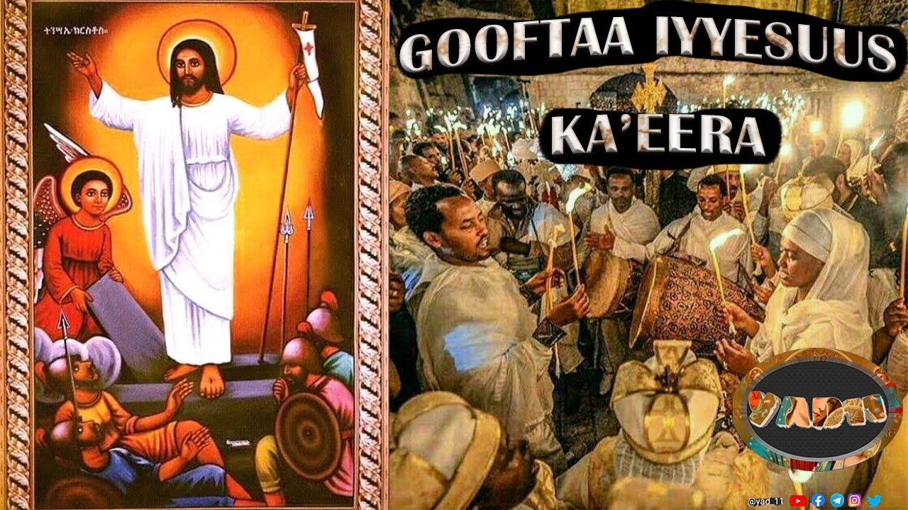 Fohisha odamning eshagini astoydil yalaydi