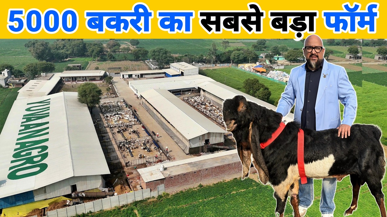 5000 बकरी का हाईटेक फॉर्म | Biggest 5 Star Goat Farm | Yuvaan Agro
