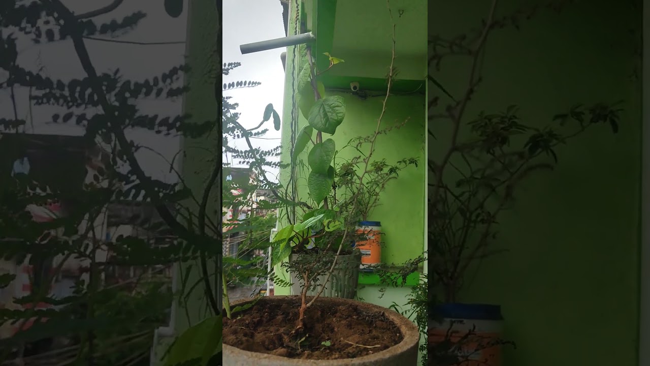 #satisfying farming 🌿