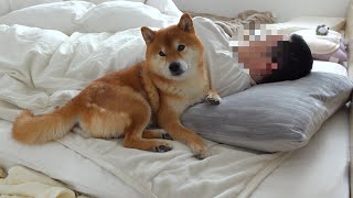 Shiba Inu, the way humans spend their holidays is now like humans.