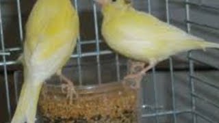 Ciri Ciri Dan Harga Burung Kenari Loper Atau Lokal Super