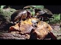 Hercules Beetle Behavior and Characteristics