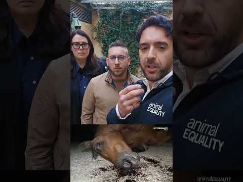 Activistas y representantes públicos, agredidos frente a un matadero de caballos en Italia