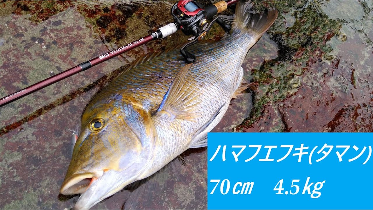 【タマン】離島ロックショア遠征【ハマフエフキダイ】♯1   BRIST VENDAVAL 10.1M