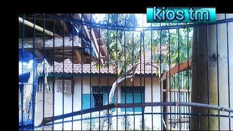 king konin gacor 2023 | cocok buat pancingan konin macet auto bunyi #burungkolibri #Hummingbird