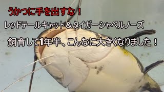 うかつに手を出すな！！レッドテールタイガーシャベルは1年半で