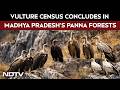 Madhya Pradesh News | 3-Day Vulture Census Concludes In Panna Forests Zone