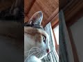 今日のニャンズを猫目線で撮ってみた #猫