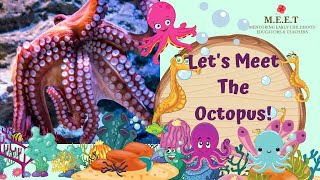 Let's Meet The Octopus! | preschool learning videos on sea animals (Giant Pacific Octopus) by Chrysaellect India 8,934 views 2 years ago 5 minutes, 12 seconds