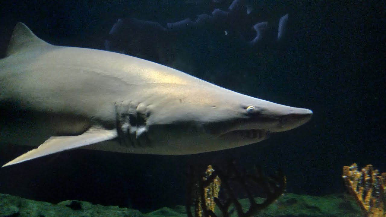baltimore aquarium shark tour