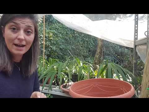Video: Bulbo di lasagne che pianta in un contenitore