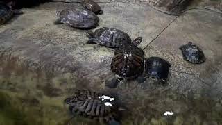 Черепахи Сурикат В Зоопарке 😮😾😻 Интересно И Классно Супер Топ 🐸🐌👍