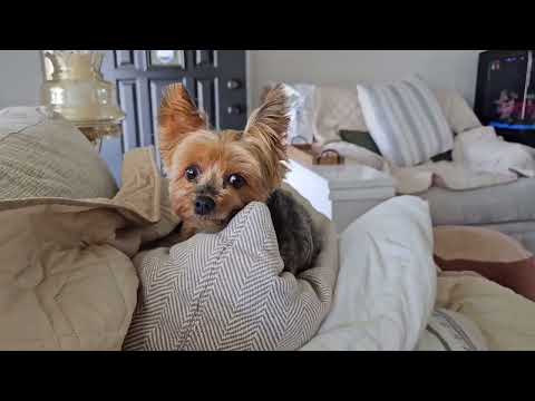 Yorkie Protecting Her Daddy!