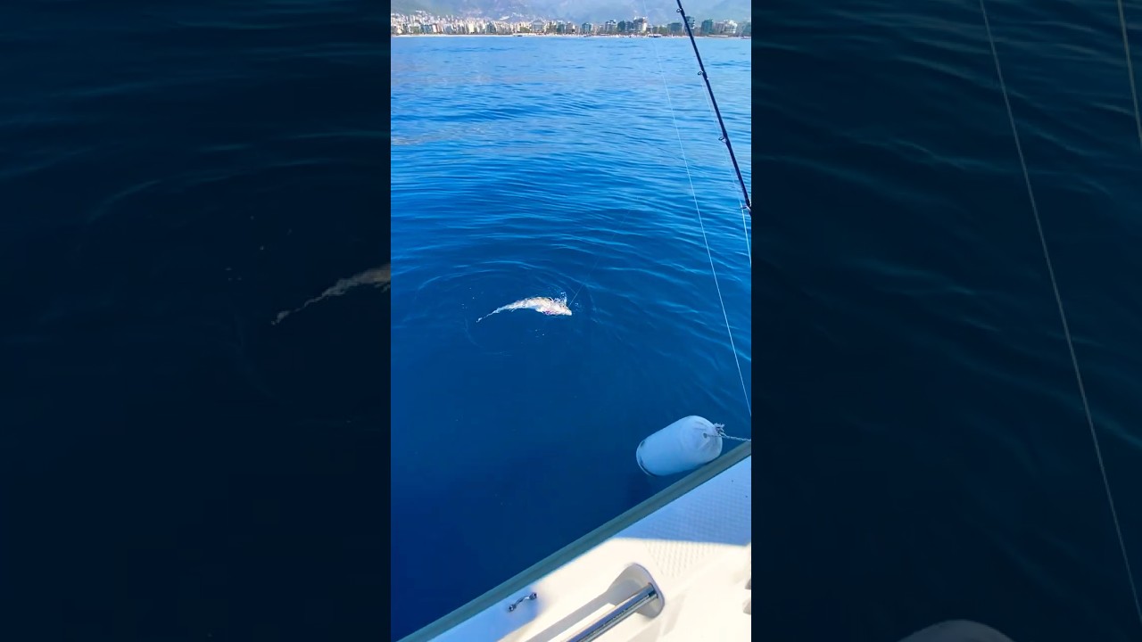 Amberjack jigging Амберджек на джиг