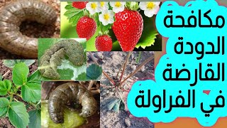 الدودة القارضة في الفراوله الأعراض والعلاج حصريا علي قناة الزواوي الزراعية