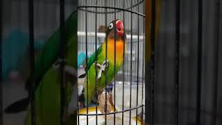 Lovebird isian walang kecek/lovebird pancingan#shorts #youtubeshorts#burung