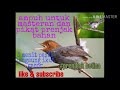 Masteran Prenjak Betina Untuk Pikat Pancing Prenjak Bakalan Omkicau(.mp3 .mp4) Mp3 - Mp4 Download