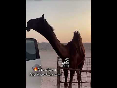 من نوادر عزبة حمد بن عجيان ال سوده