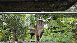 Download lagu Suara burung hantu serak jawa tyto alba