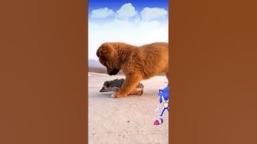 Thumbnail of Sonic saves a hedgehog