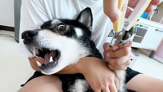 Shiba Inu is scared of cutting toenails