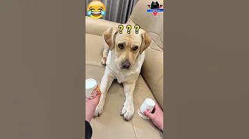 الكلب وخدعة الرجل مضحك جدا مواقف مضحكة مقاطع مضحكة جدا فيديوهات مضحكة دموع الكوميديا 