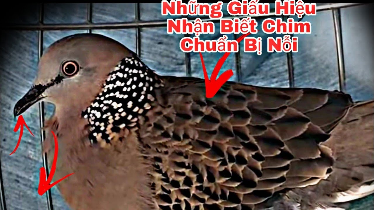 🔴 Cách Nhận Biết chim Cu Gáy Chuẩn Bị Nổi II Cu Gáy Long Phú