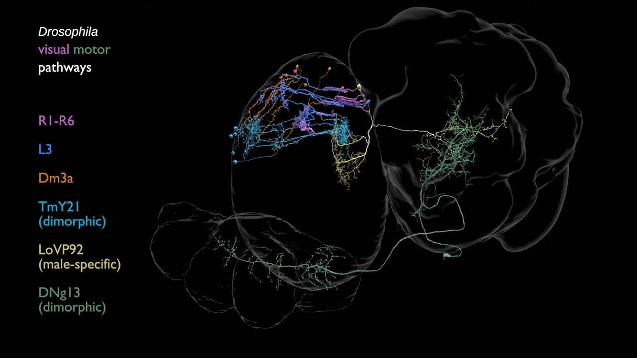 Example visual-motor pathway in the fruit fly