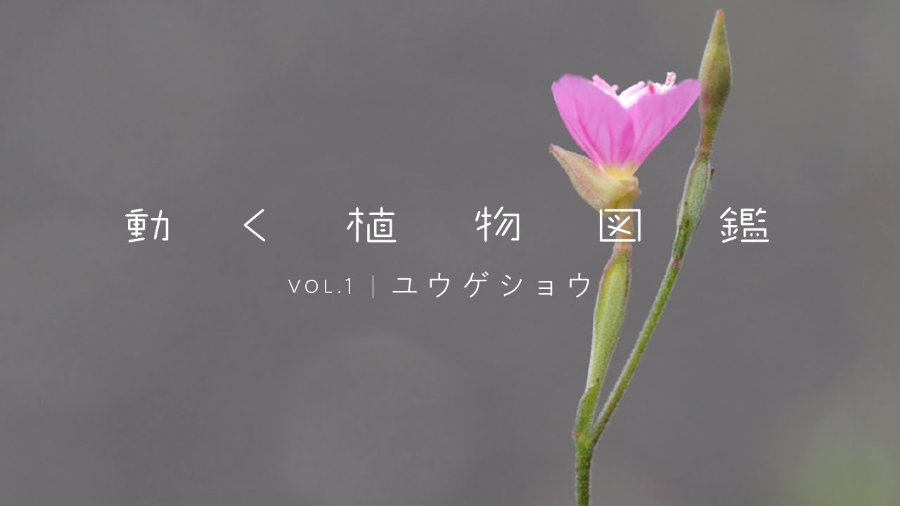 動く植物図鑑 Vol 1 ユウゲショウは でひらく Youtube