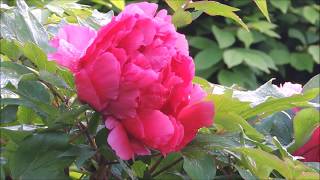 Tree Peonies of My Garden with Relaxing Music, Spring 2017, 2