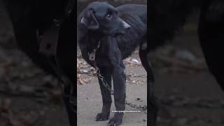 Tyle czasu minęło 🤬 A ON WCIĄŻ CZEKA NA SPRAWIEDLIWOŚĆ. #dog #shorts