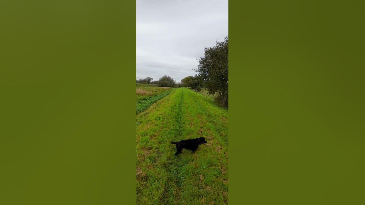 not-allowing-your-dogs-to-become-self-employed-is-a-big-step-forward-in