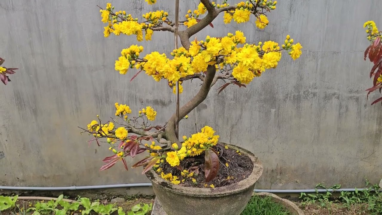 27/2 Cúc Rin Xú Nụ Như Hoa Hồng Giá 2,6tr lh 0973847702