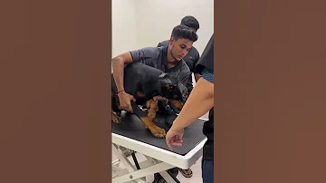 Vet Life Trending Shorts Pet 