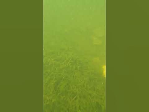 Вода під водою зелений - YouTube